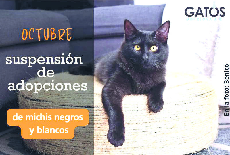 Advierten rituales con sacrificio de gatos negros