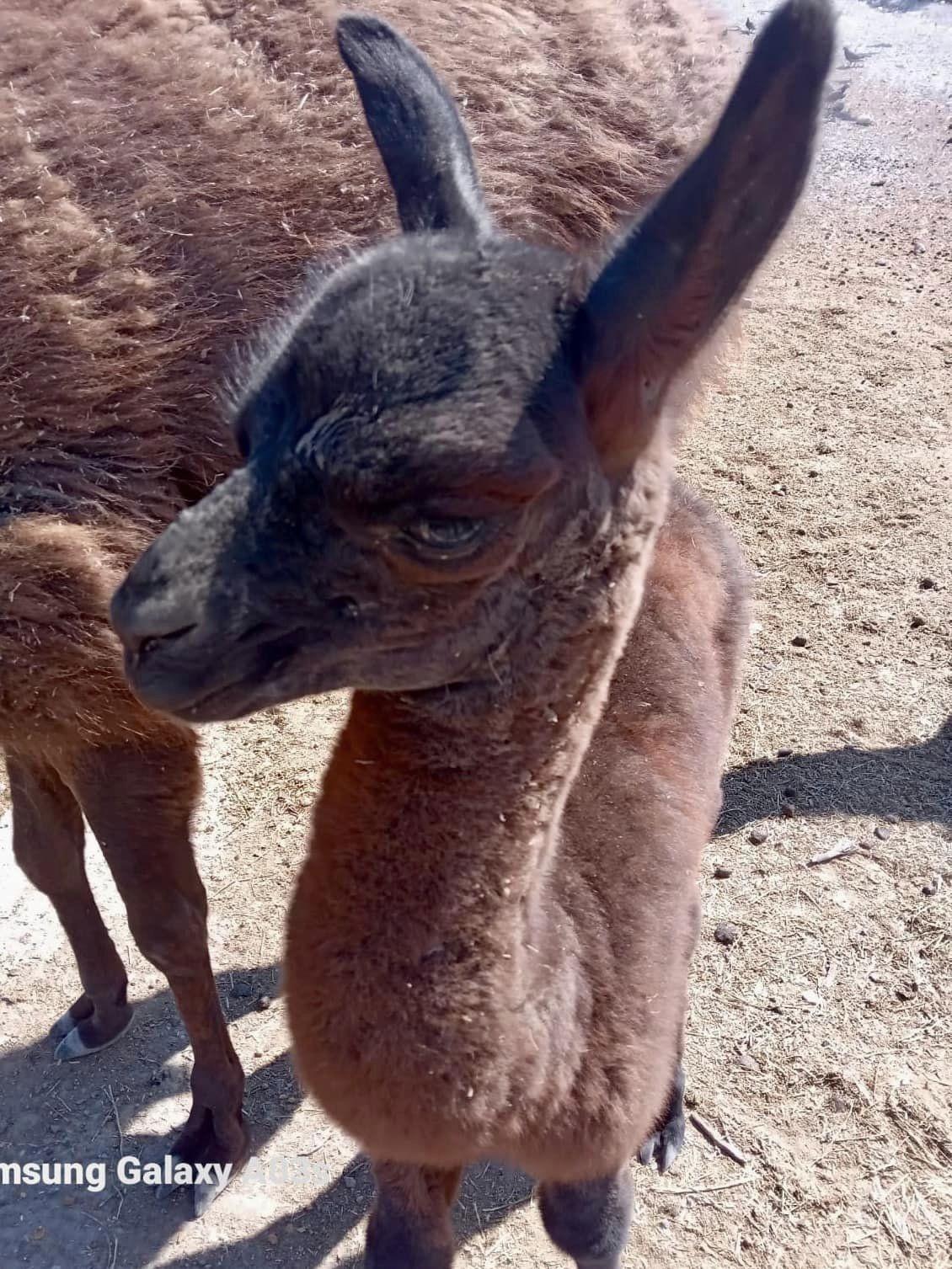 Nacen dos llamas en el Ecoparque