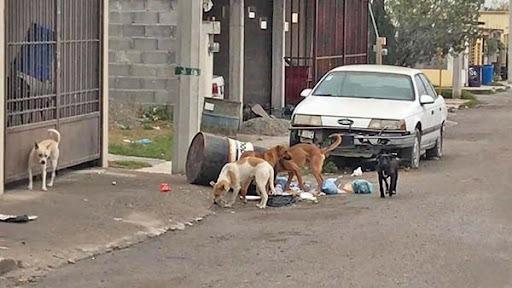 Operará en Monclova nueva Patrulla Canina