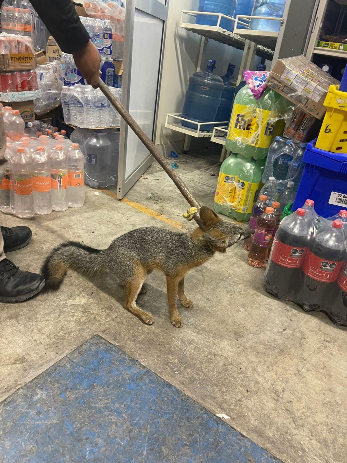 “Asalta” zorra gris tienda de 24 horas