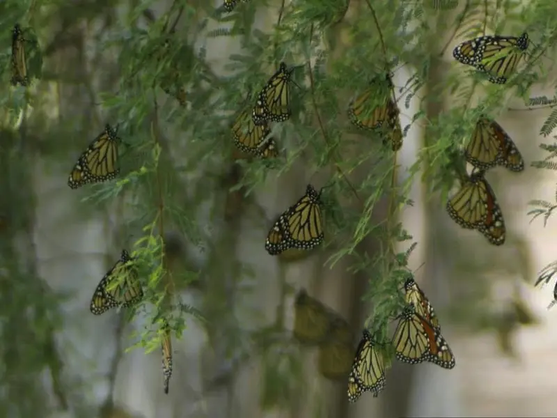 Mariposa Monarca arriba a México, por Coahuila ingresan 20 por minuto