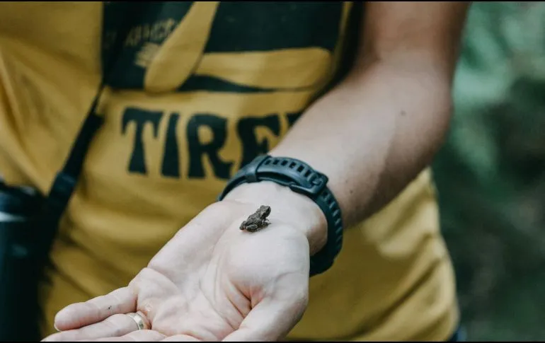Descubren en Brasil un sapo-pulga, es el segundo vertebrado más pequeño del mundo