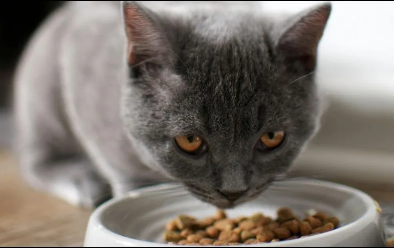 Esta es la cantidad y el horario ideal para alimentar a tu gato