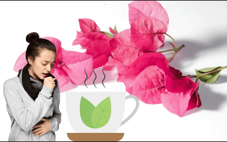 Alivia la tos con una infusión de esta popular flor