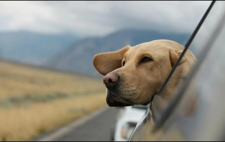 Esto debes hacer para viajar con tu mascota en coche y autobús
