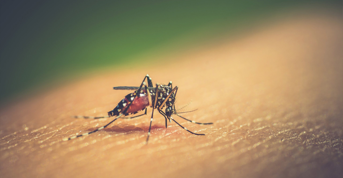 Con estos consejos puedes prevenir el dengue