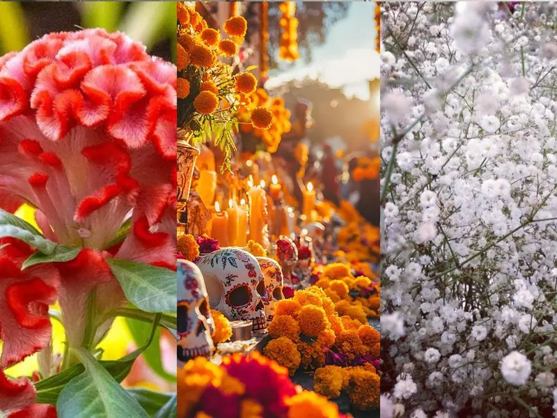Flores que puedes colocar en la ofrenda de Día de Muertos además del cempasúchil