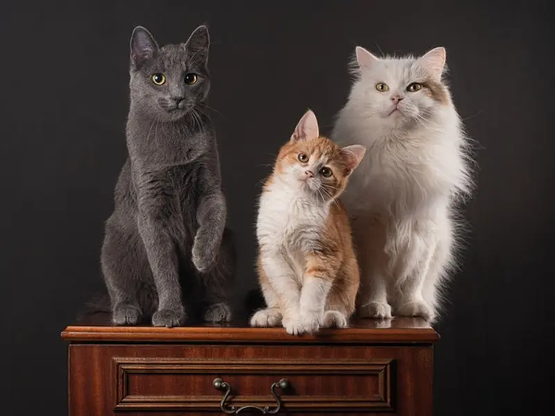 ¿Tu gato intenta hablarte? Descubre qué significan sus maullidos y ronroneos