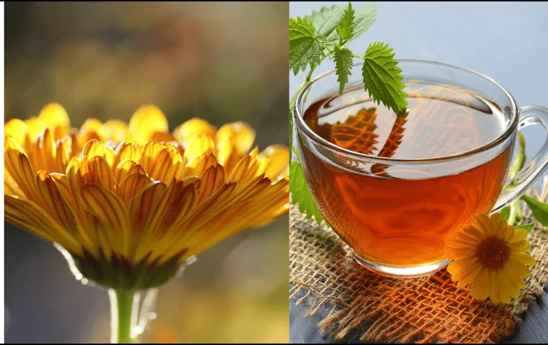 Esta es la flor natal de octubre, conoce sus beneficios