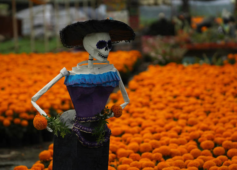 ¿Para qué se usa de la flor de cempasúchil en el Día de Muertos?