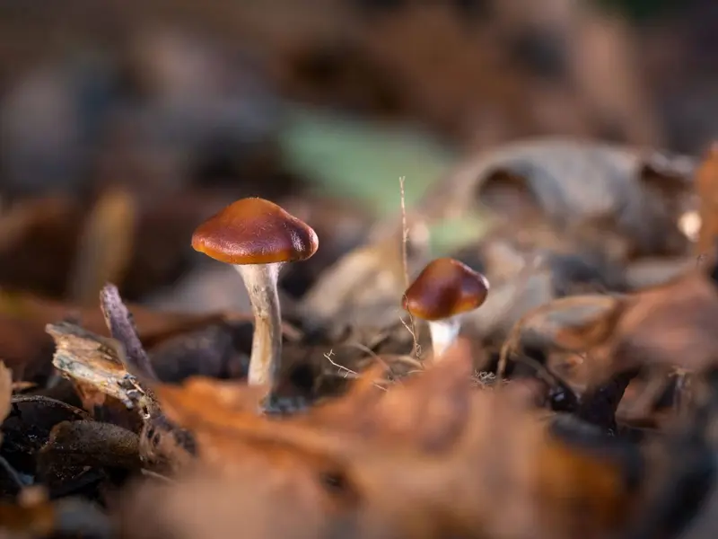 Hombre se corta su miembro con un hacha después de comer ‘hongos mágicos’
