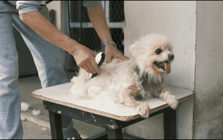 ¿Cómo eliminar los pelos de tu perro o gato en la ropa?