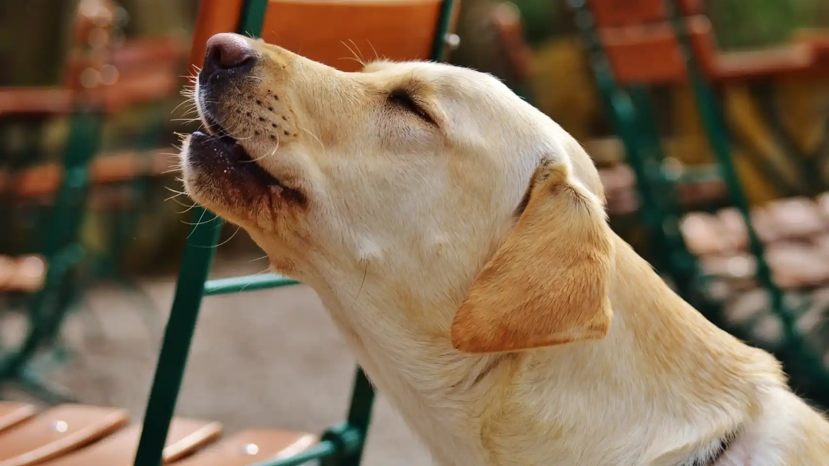 Conoce los motivos por el que los perros aúllan cuando fallece una persona, según especialista