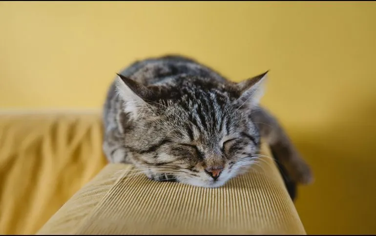 ¿Qué sueñan nuestras mascotas?