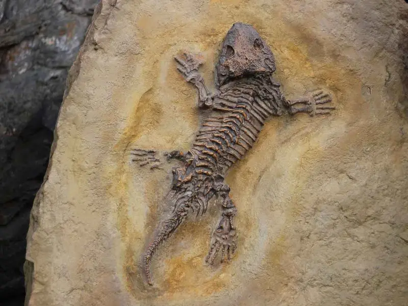 Nuevo fósil de reptil descubierto en Brasil ofrece valiosa información sobre el origen de los dinosaurios