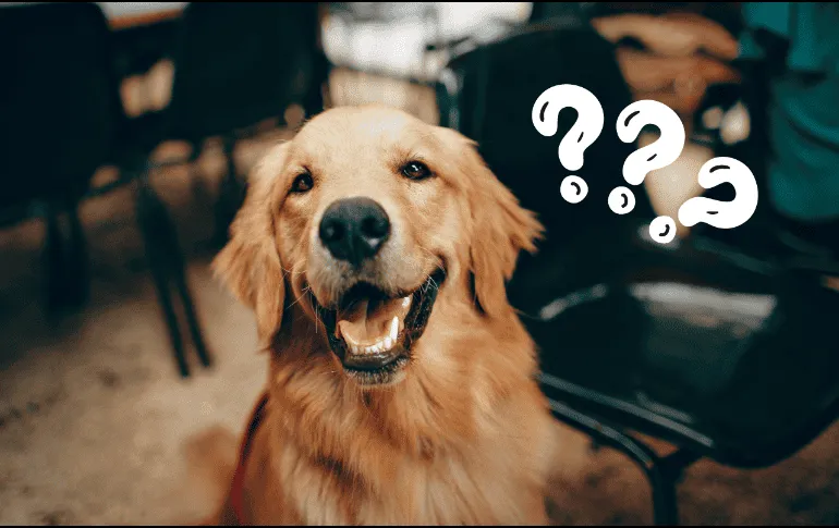 ¿Por qué los perros saben cuándo una persona va a morir?