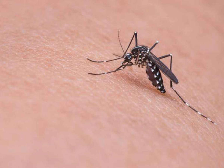 El dengue se aproxima a niveles históricos