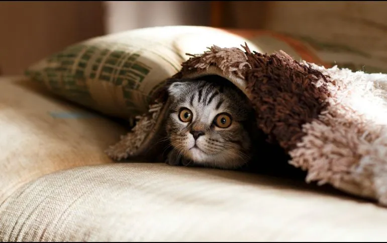 ¿Cómo eliminar la pelusa de gato de la ropa?