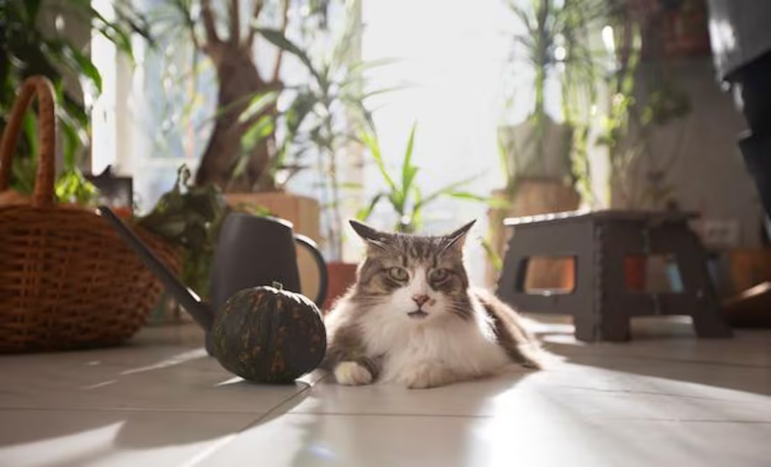 Estos son los sonidos que sólo oyen los gatos, según expertos