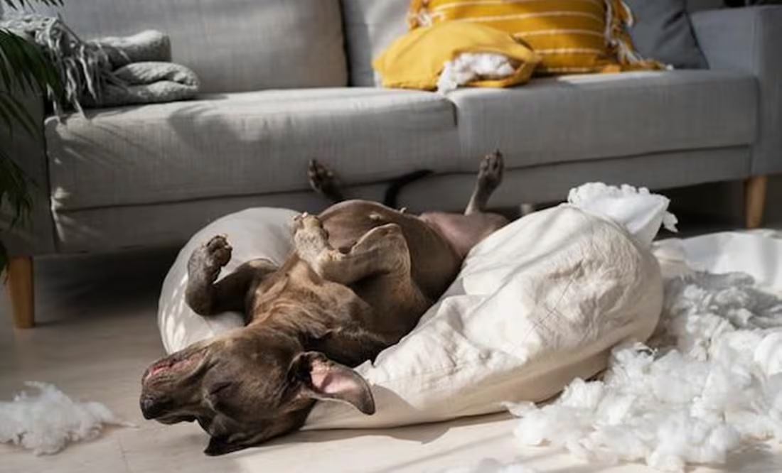 ¿Por qué los perros cambian de lugar para descansar, según especialista?