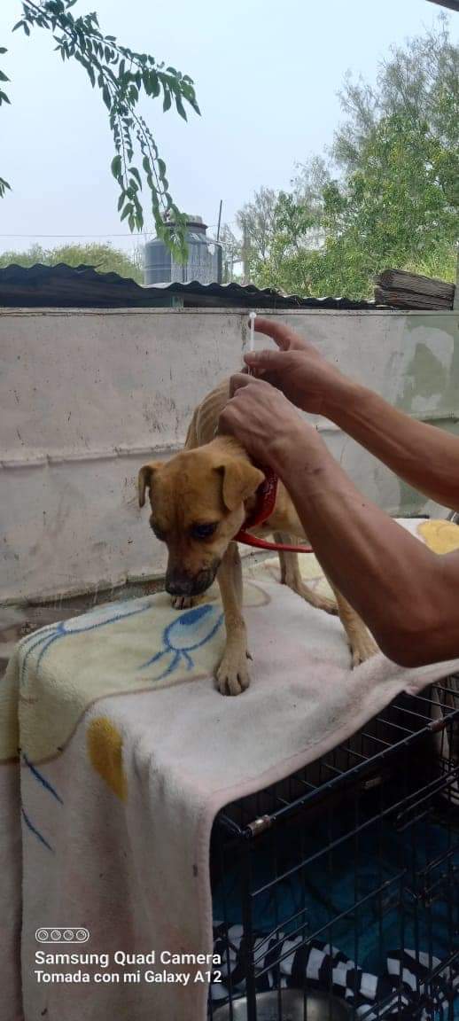 Trasladan a albergue canino a `Bomberita´