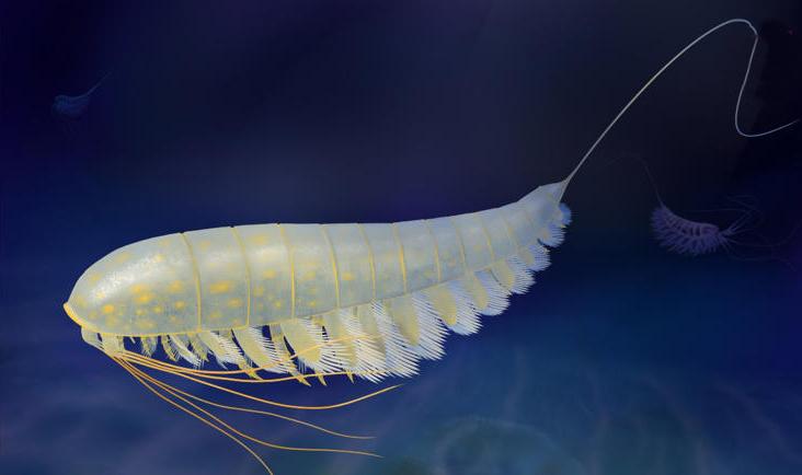 ¡Sin ojos! Descubren nueva especie conservada en ‘oro’ desde hace 450 millones de años