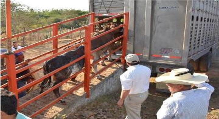 Paran tránsito de reses por gusano barrenador