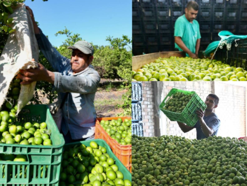 Ya no se cobra extorsión: limoneros de Michoacán