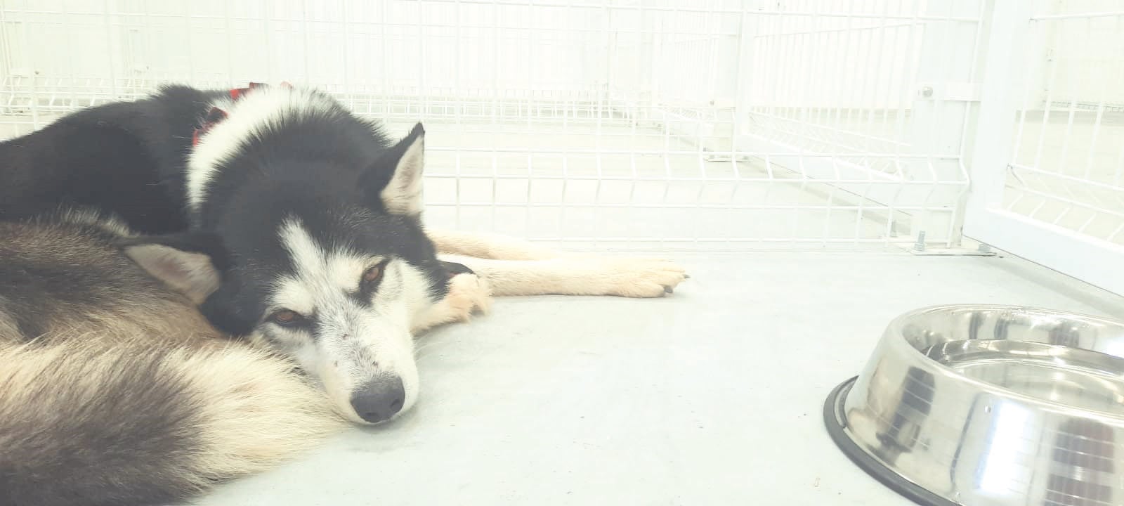 Resguarda 15 mascotas el Centro de Bienestar Animal