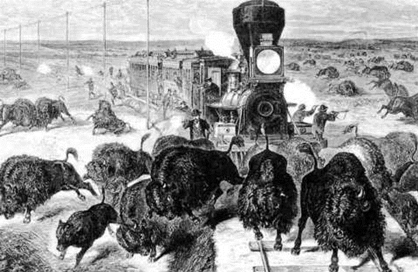 LA CASI EXTINCIÓN DEL BISONTE EN 1884