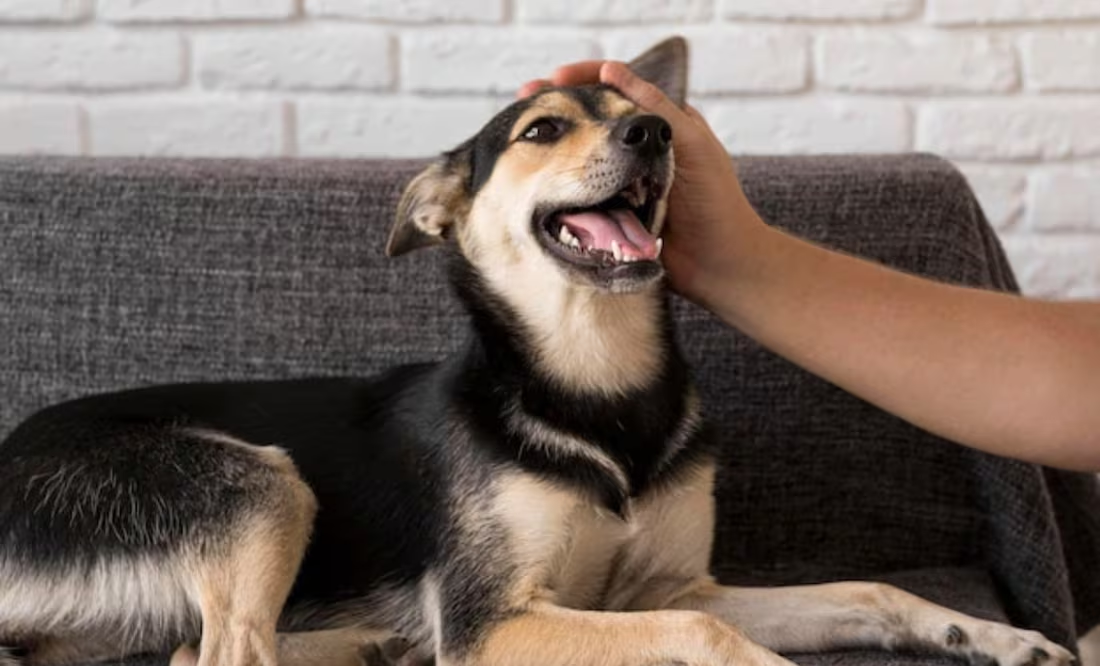 Los 10 gestos que hace tu perro con sus significados; adiestradora canina explica