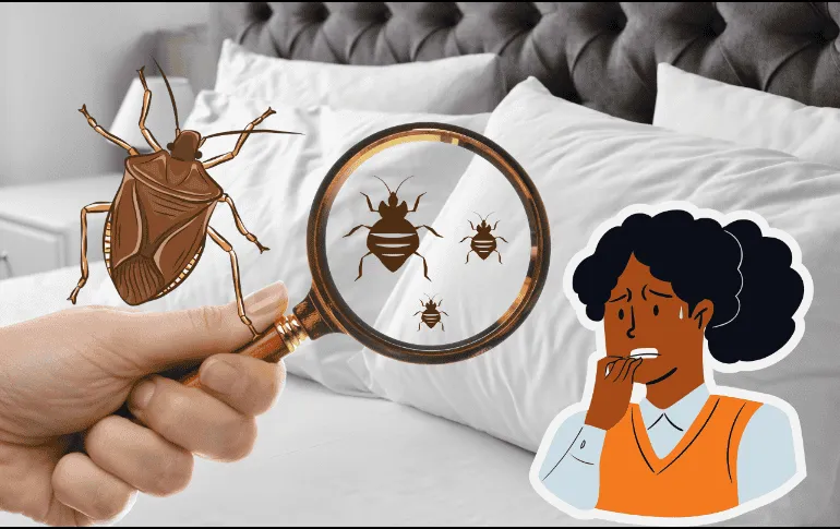¡Adiós, chinches! Elimina las plagas fácilmente con este remedio casero