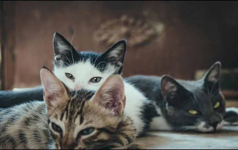 Estudio revela a dónde van los gatos cuando salen de casa