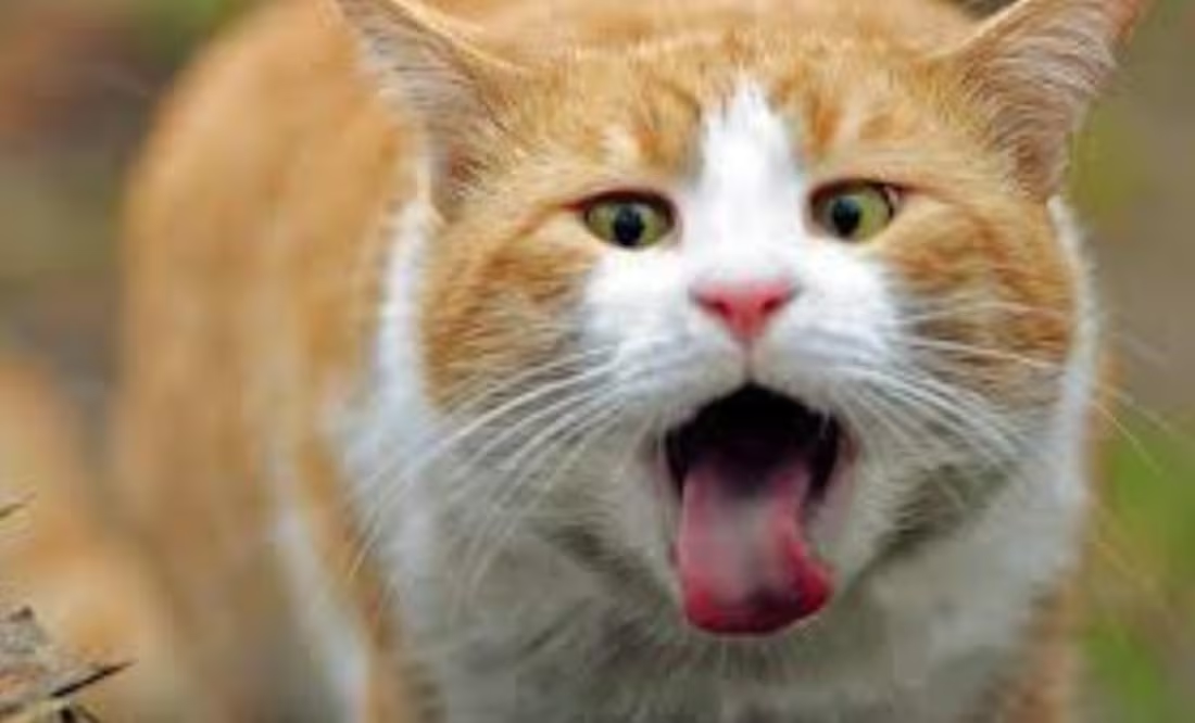 Qué hacer si tu gato tose como si tuviera algo en la garganta; según veterinaria