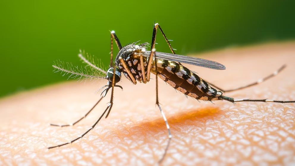 Cuáles son los 4 tipos de dengue que existen y cómo puedo saber cuál tengo