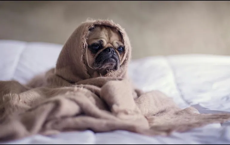 ¿Cómo saber cuándo un perro tiene frío?