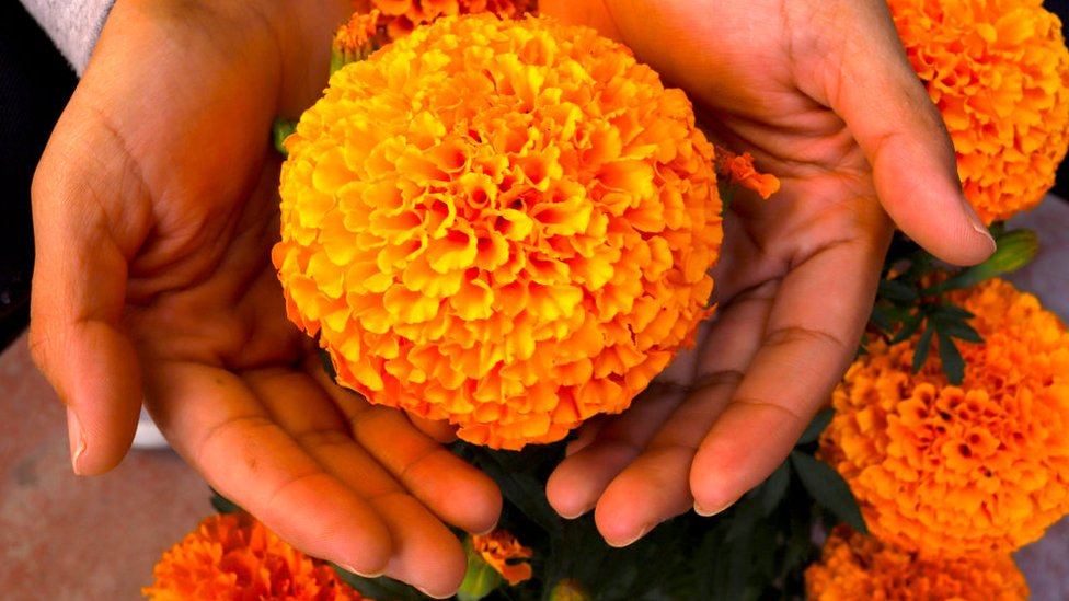 El ritual que puedes hacer con la flor de cempasúchil este 1 y 2 de noviembre