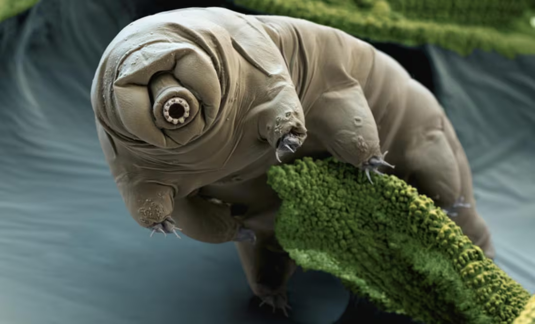 La ciencia confirma hallazgo sorprendente sobre los osos de agua; poseen una extraordinaria resistencia