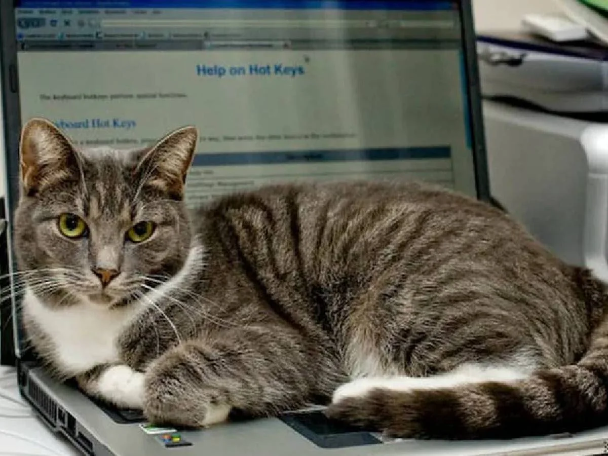 Empresa japonesa “contrata” gatos para reducir el estrés de sus trabajadores