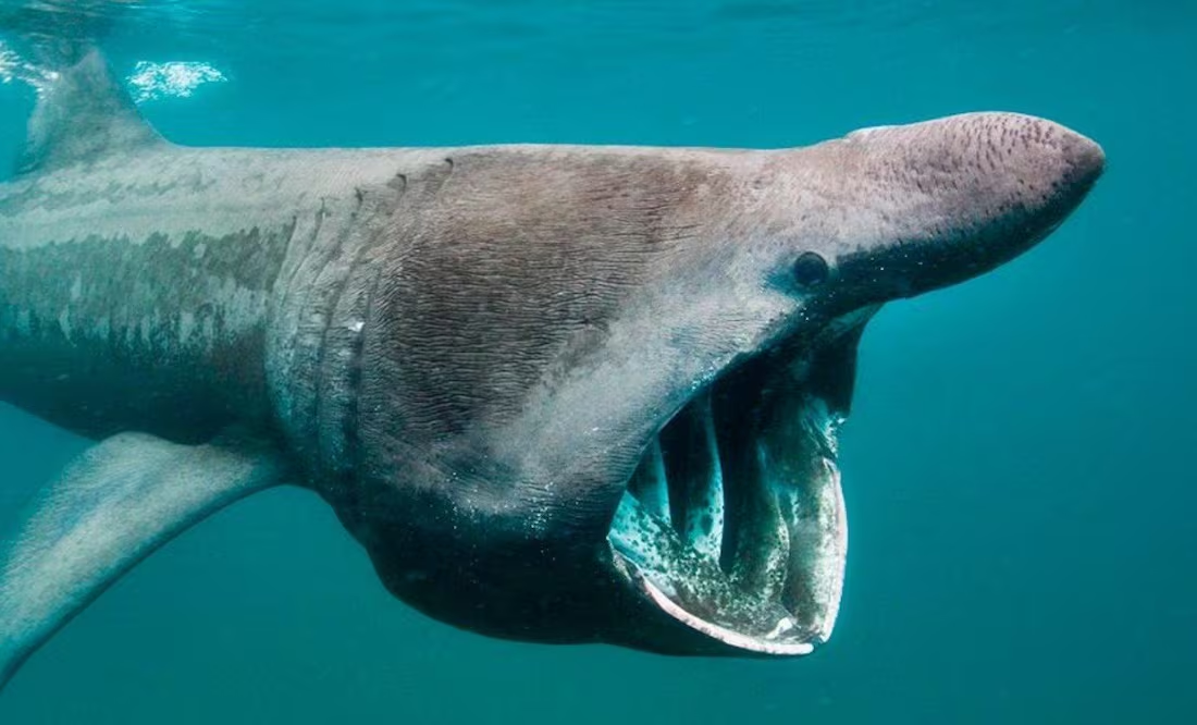 Este es el animal más longevo del mundo; ciencia lo afirma