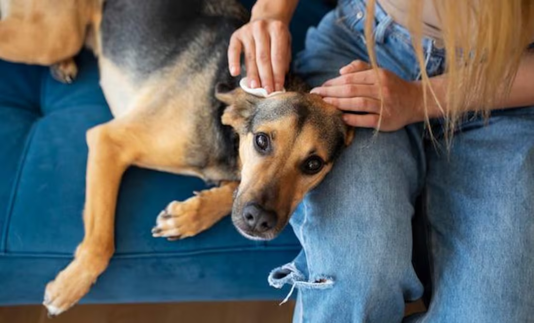 Descubre los beneficios en las mascotas al visitar a un etólogo; el vigía de la salud mental de tu perro