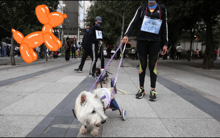 ¿Cuántos años puede vivir un perro? Esto dice la IA