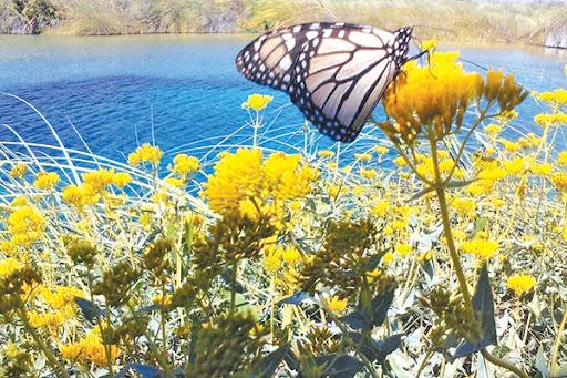 Coahuila; clave en la ruta de la mariposa monarca