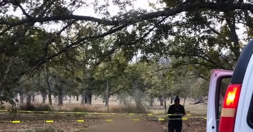 Muere nogalero al caer de árbol