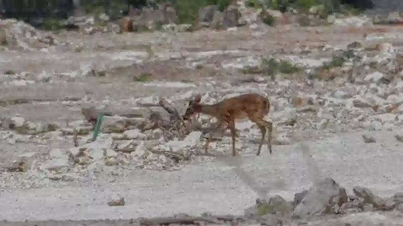 Combate el Tren Maya la fauna; paga por sacrificarla