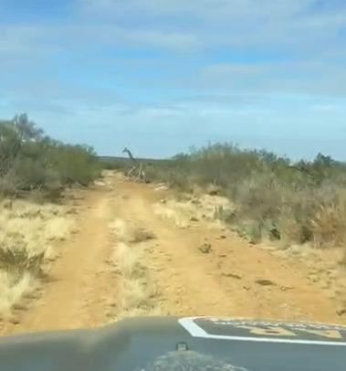 Sorprenden jirafas en brechas de Coahuila