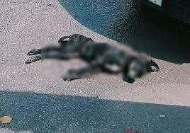 Provocó pirotécnica  muerte de mascotas