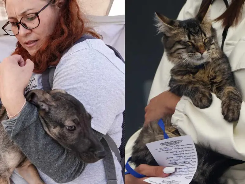 ¡Cuida a tus mascotas este invierno! Prevén enfermedades respiratorias y protégelas del frío
