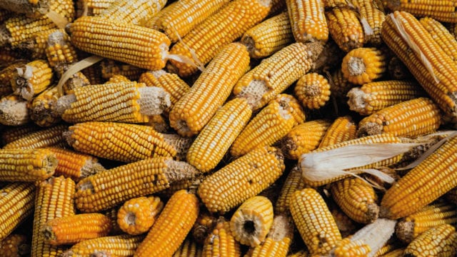 Productores de maíz no podrán competir con el precio del grano transgénico importado de EU, alertan