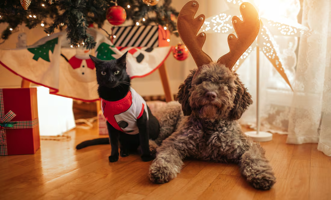 ¿Hasta qué punto resiste el frío tu mascota?; consejos para cuidarlo en invierno